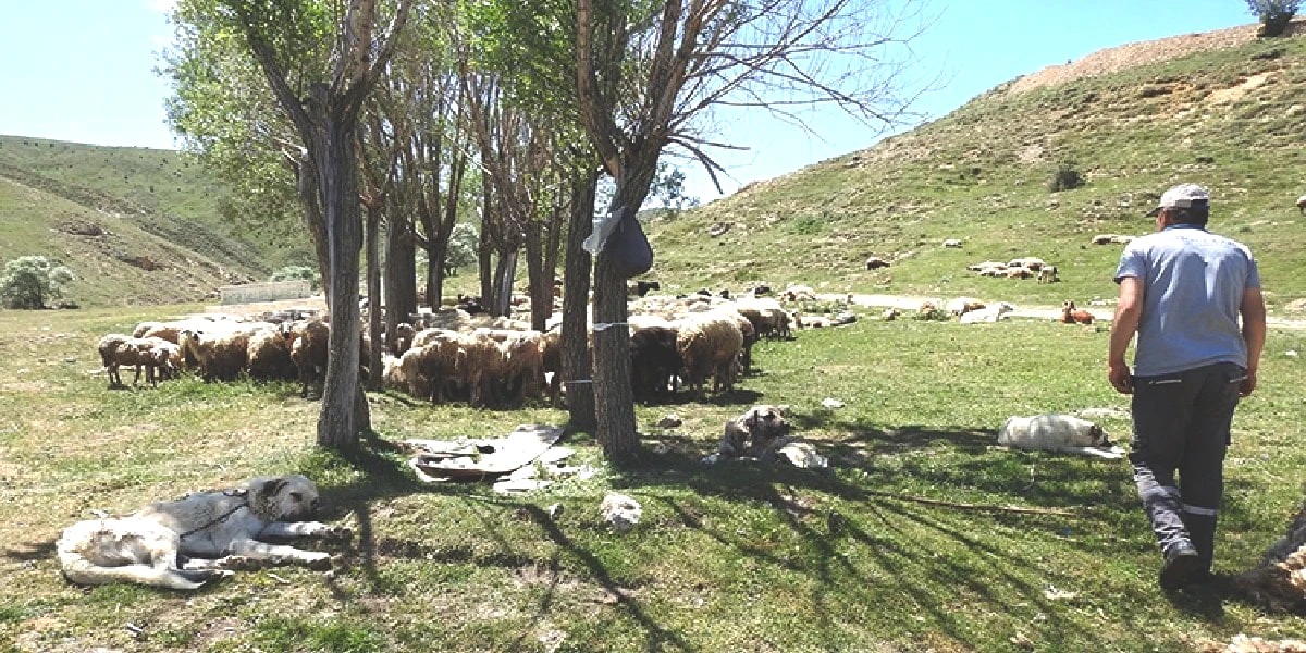 koyun-kirkmak.jpg