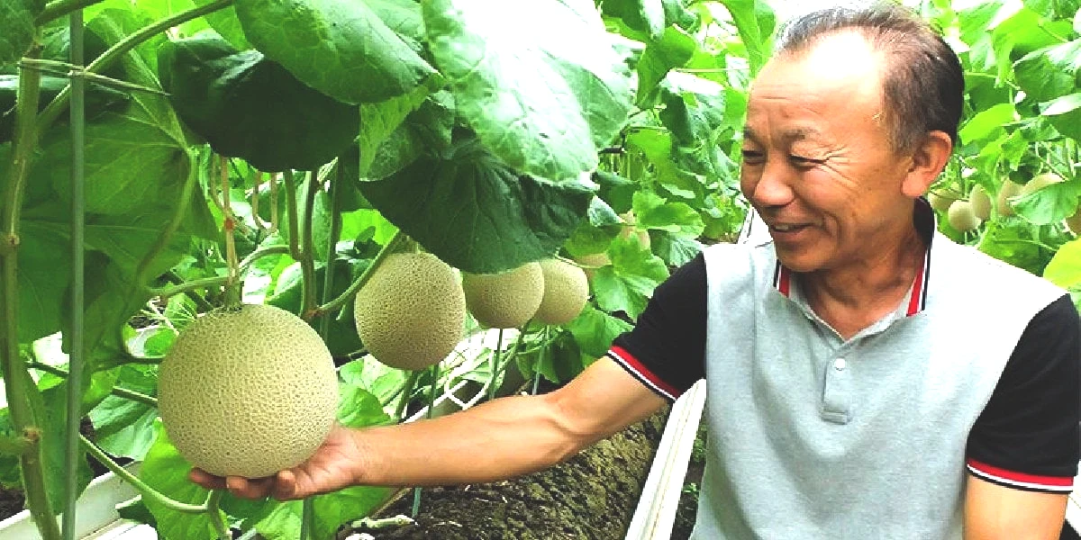 crown-melon.jpg