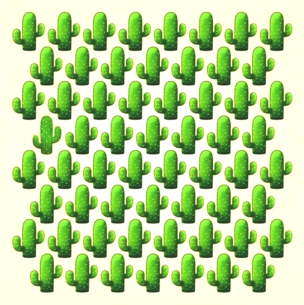 kaktus-test.jpg