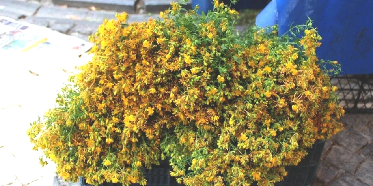 sari-kantaron.jpg