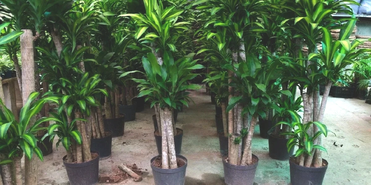 dracaena-turleri.jpg